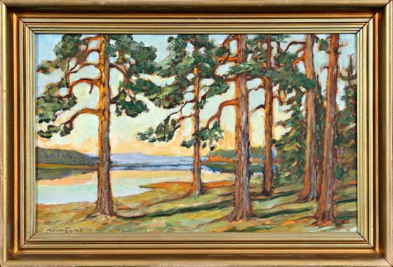 Borovice na kraji lesa