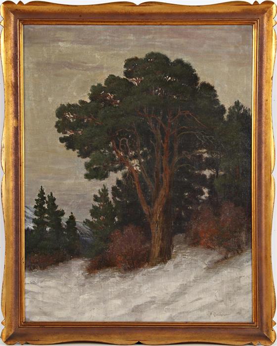 Strom v Podještědí